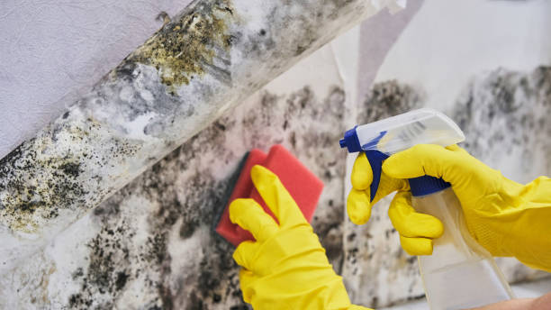 Best Mold Prevention Services  in Byrnes Mill, MO